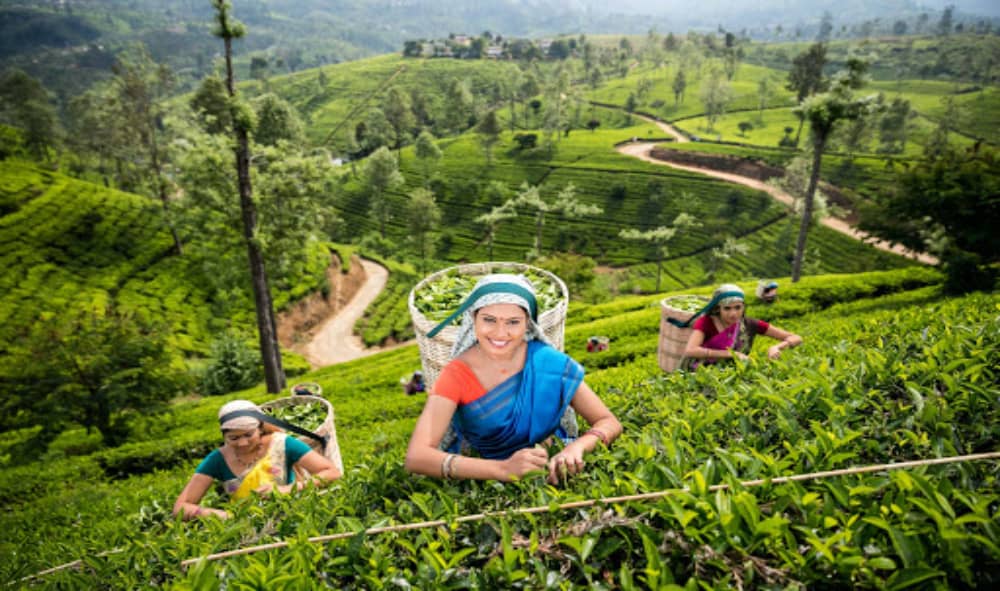 best tea plantation tour sri lanka